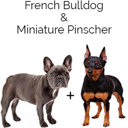 French Pin Dog